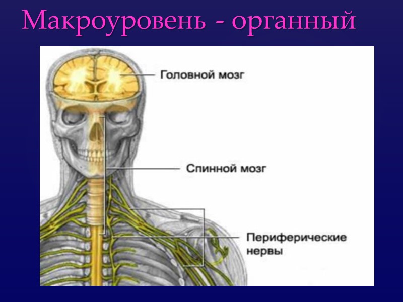 Макроуровень - органный